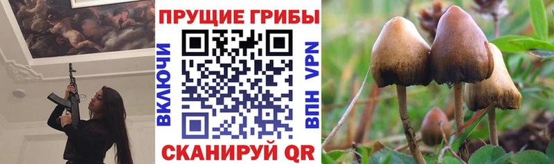 закладка  kraken зеркало  Галлюциногенные грибы Magic Shrooms  Междуреченск 